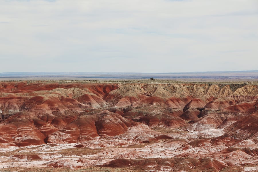 petrified forest