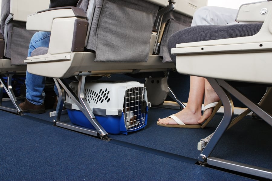 woman on plane with pet carrier