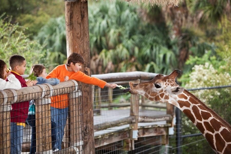 children feeding giraffe at zoo