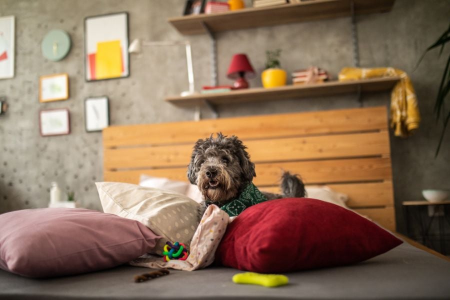 dog on cushions in rental home