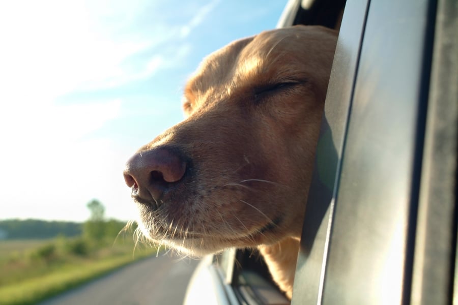 happy dog with head out car window