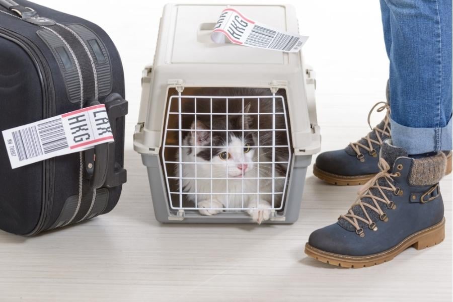 You may have to make different travel plans if your pet is not able to fly. 