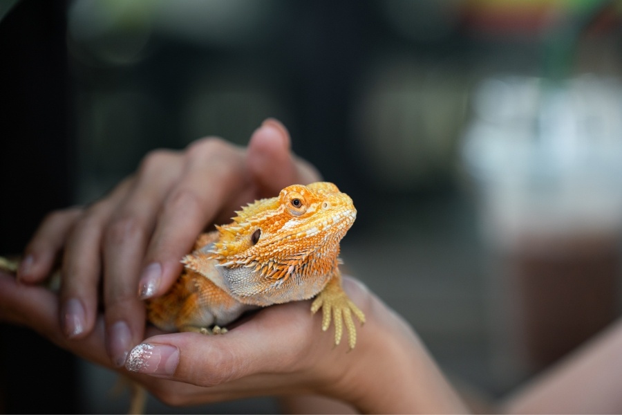 hands holding yellow colored lizard