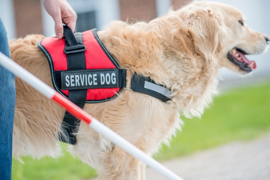 service dog wearing red service vest