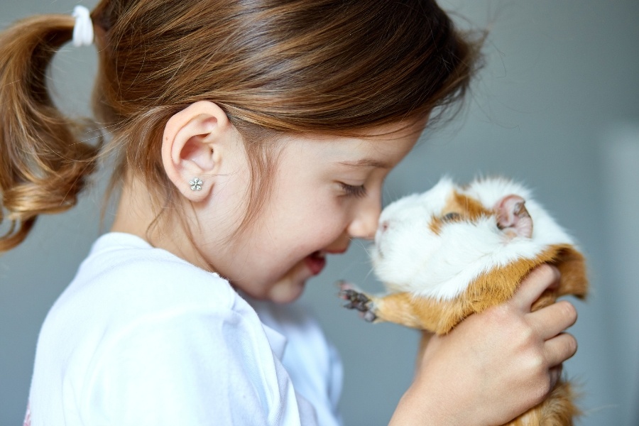 young girl holding a guinea pig