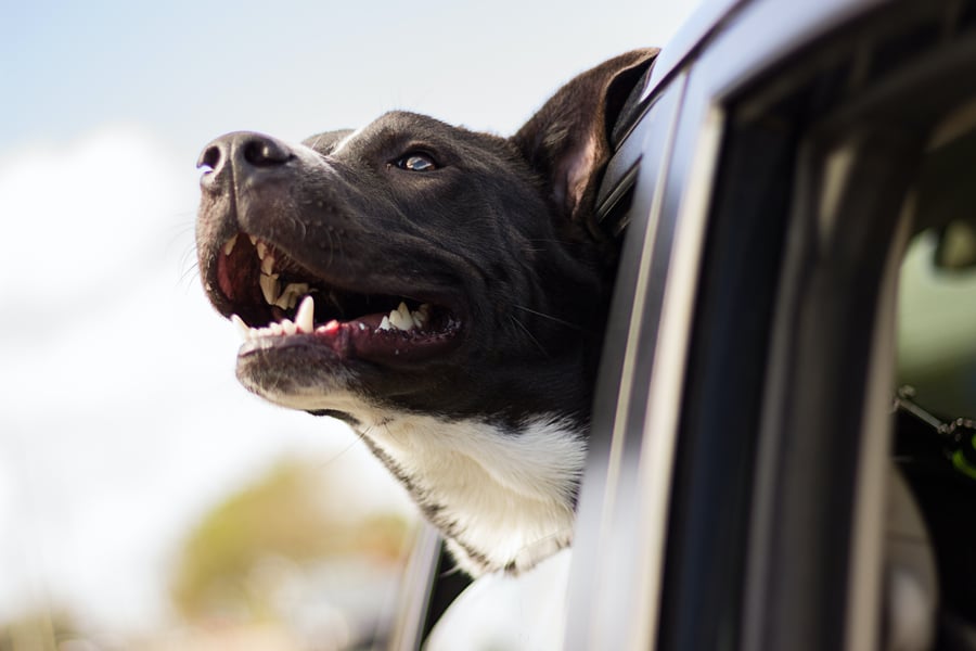 black and white dog sitting in car and looking out window with mouth open