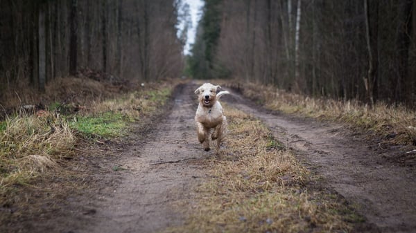 Dog Friendly Activities near JBLM