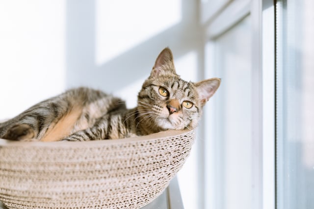 Moving with Pets: 5 Tips to Prepare Moving with Pets: 5 Tips to Prepare