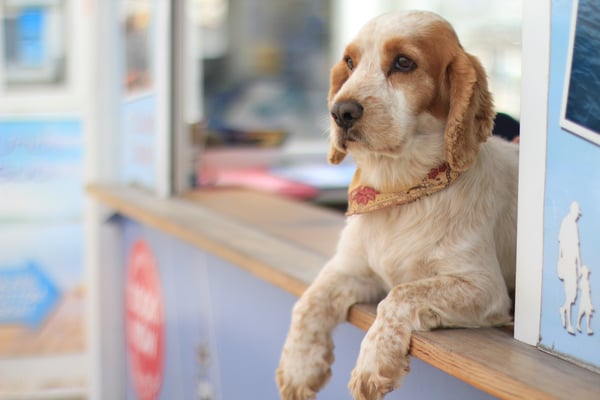 dog at desk