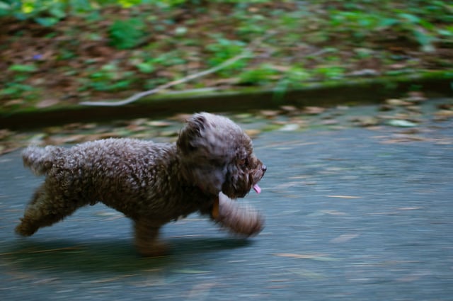 Moving with Pets: 5 Tips to Prepare Moving with Pets: 5 Tips to Prepare