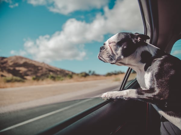 Use Pinterest to Research Traveling with Pets
