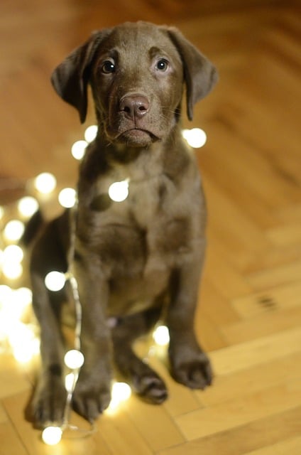 dog_lights.jpg