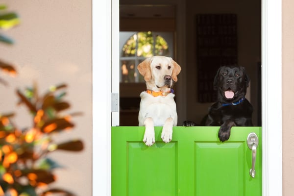 Dogs on Dutch Door