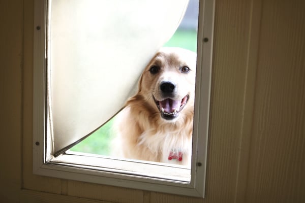 Dog door