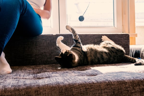 Window Seat with Cat