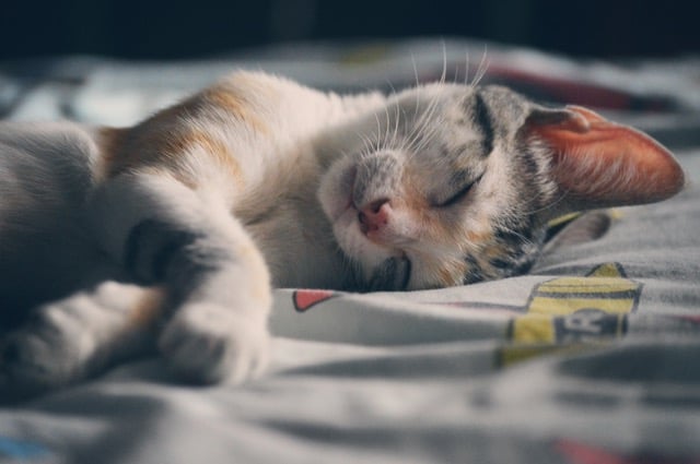 kitty_sleeps.jpeg