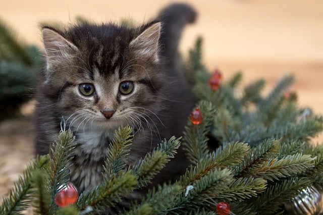 Use these tips to keep your pets out of the Christmas tree. 
