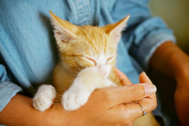 Moving with Pets: 5 Tips to Prepare Moving with Pets: 5 Tips to Prepare