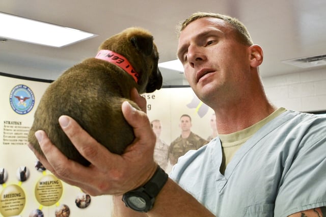 Moving with Pets: 5 Tips to Prepare A visit to the vet is a priority when making a move with your pet.