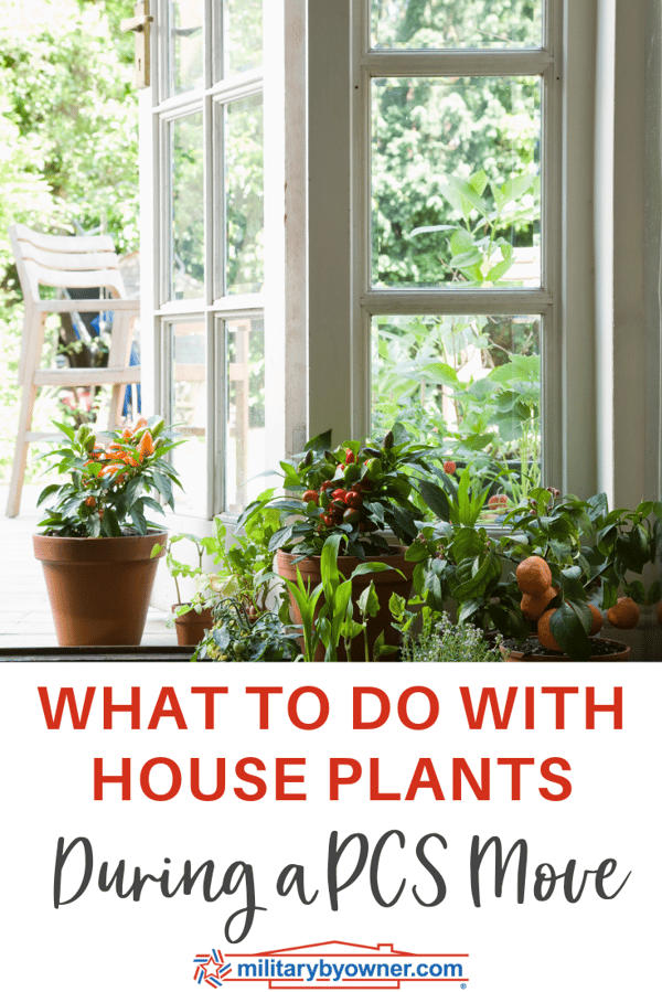 What to Do with House Plants During a PCS Move