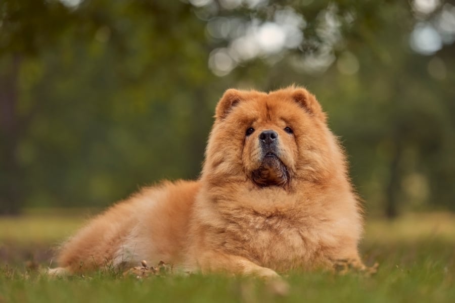 Chow with golden hair laying in grass looking at camera