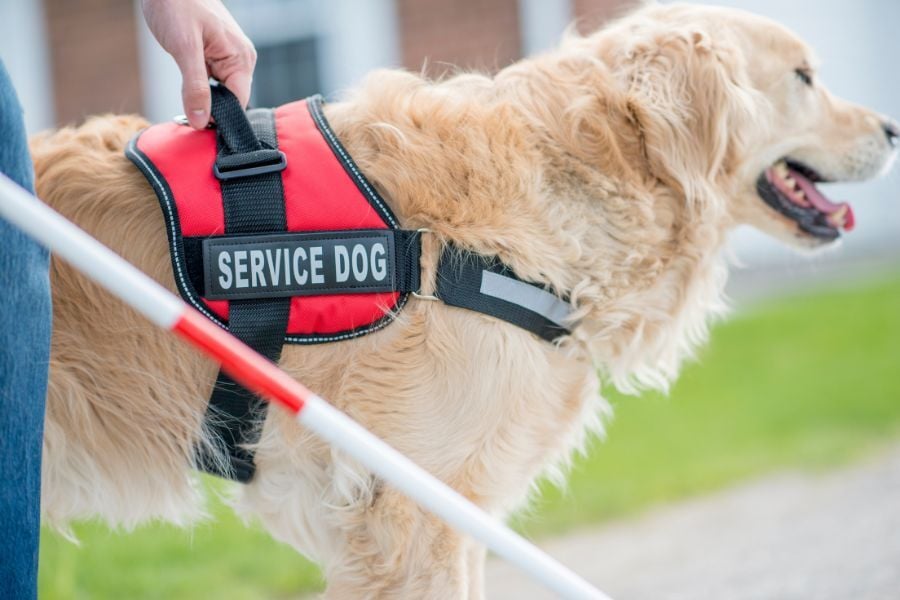 Person with a white cane holds fasten of red vest on golden retriever service dog. 