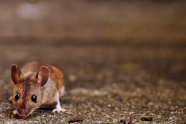 Check for pest entry points during winter home maintenance. Check for pest entry points during winter home maintenance.