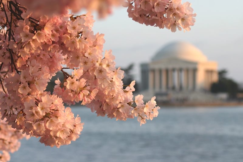 cherry blossoms in Washington, D.C. help make Fort Meade MD a favorite Army post