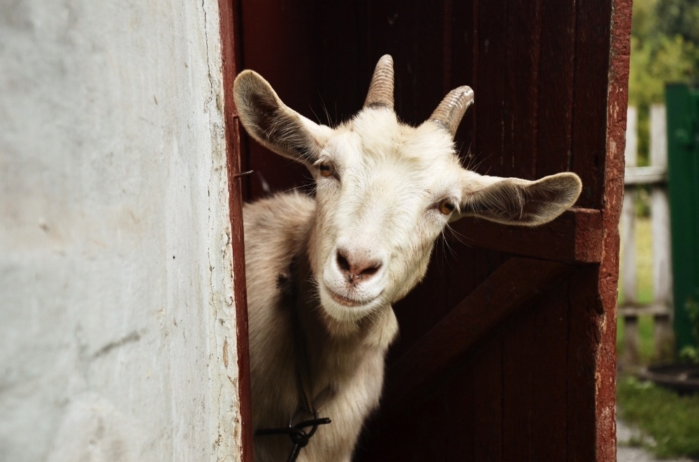 goat looking out barn door