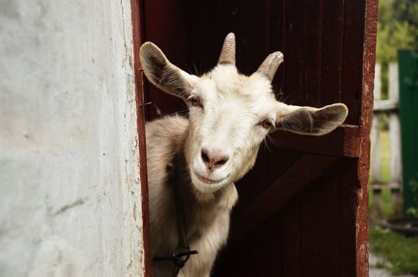 pet_goat_military_housing