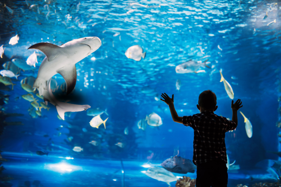 Little boy with his hands on the glass at aquarium with sharks and fish in large exhibit. 