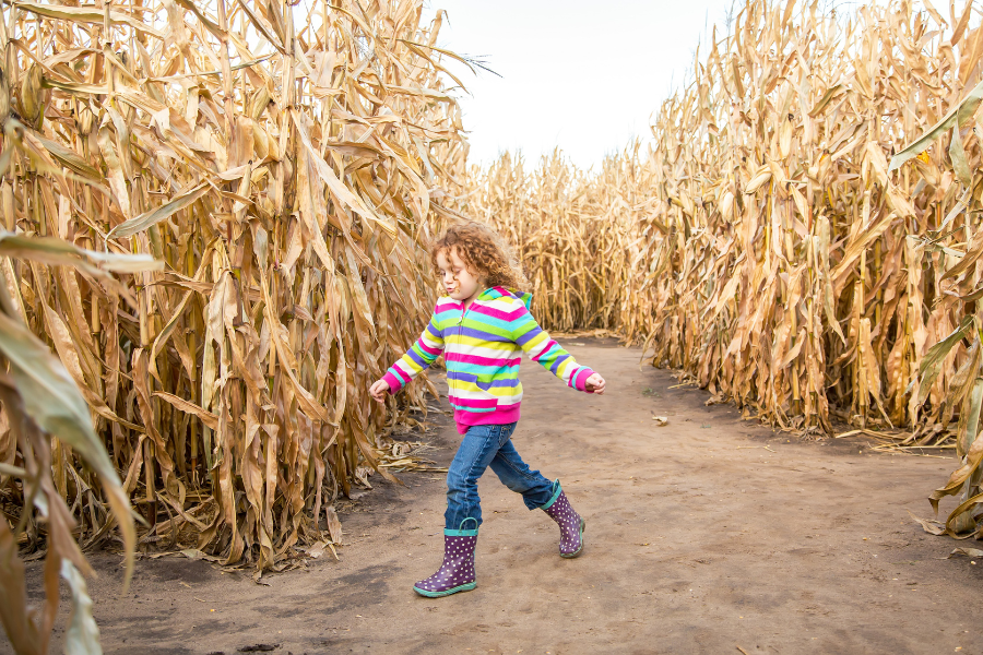 Girl in striped sweatshirt and rain boots walks through corn maze 