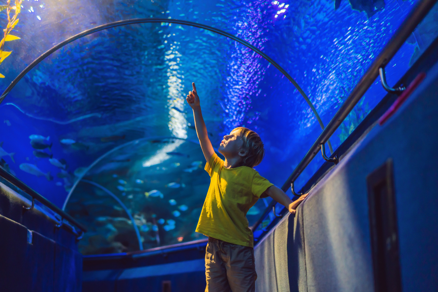 Little boy in yellow shirt and khaki shorts points to fish swimming above tunnel in aquarium. 
