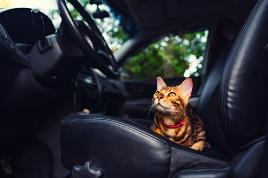 Striped cat wearing red collar looks up from driver's seat in car with black interior. 