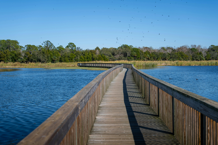 Boardwalk over water and grassy areas with trees in the distance and a flock of birds flying overhead. 