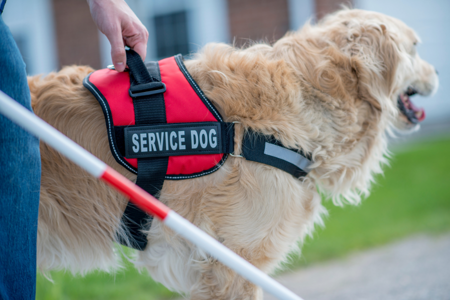 Person with pole has one hand through harness of golden retriever service dog.