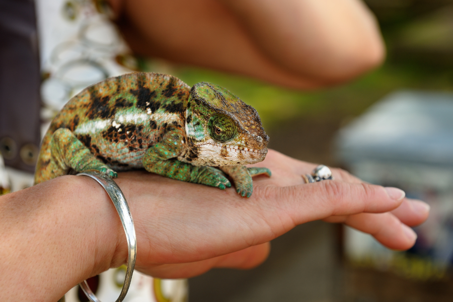 Chameleon sitting on woman's hand with silver jewelry.