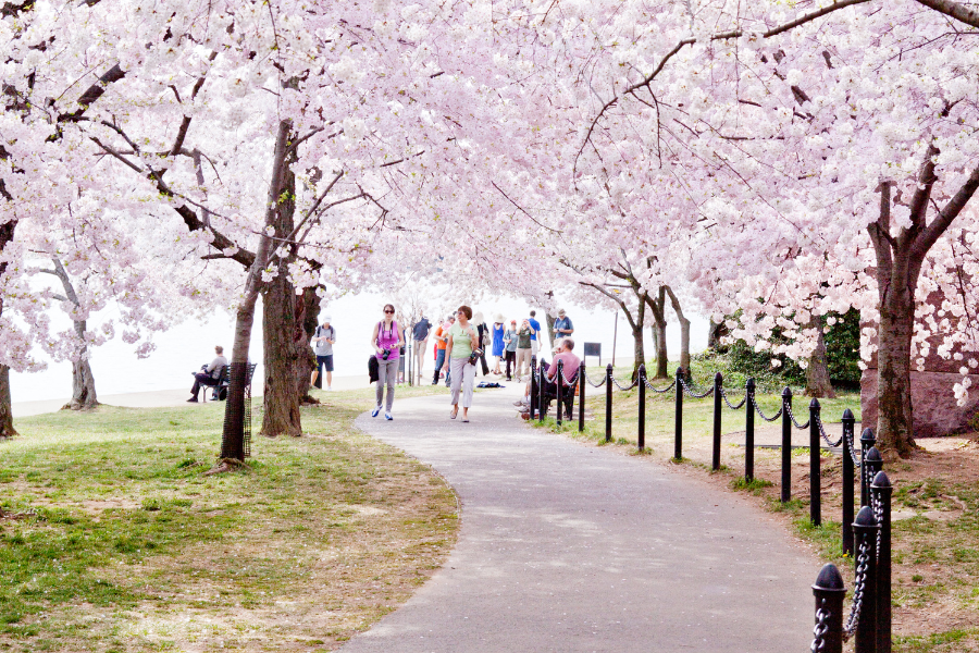 Cherry blossoms in bloom over people walking paved path in D.C. 