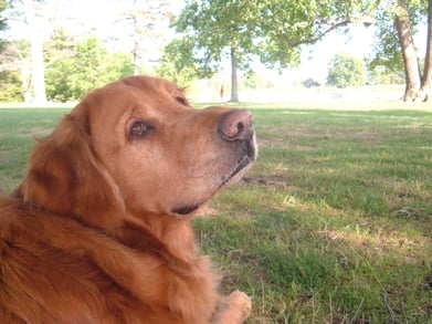 Cody_1 Cody_1