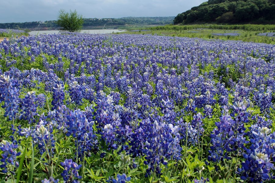 bluebonnets in the hill country of texas