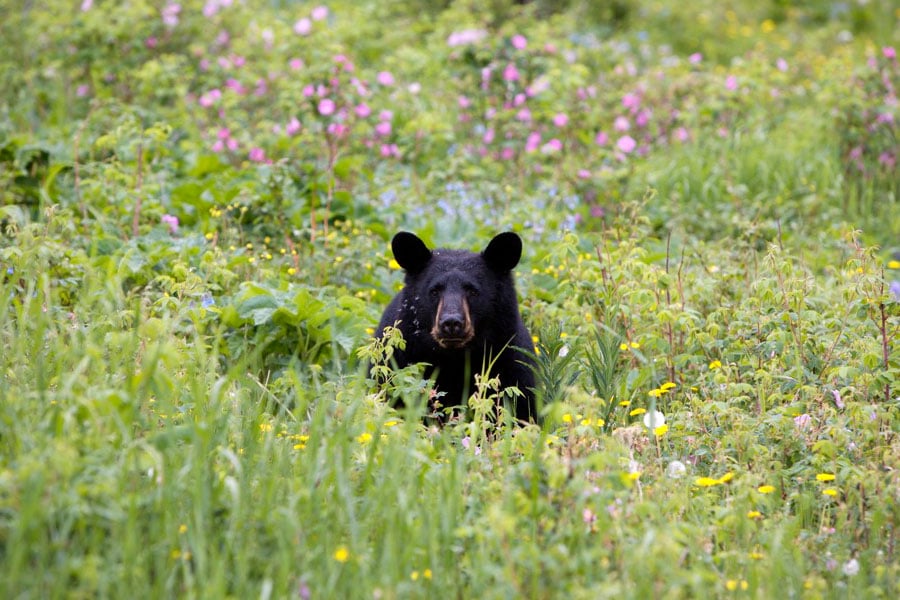 Eagle River Nature Center