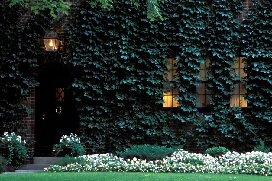 Green vines growing on brick home with warm lights on. 