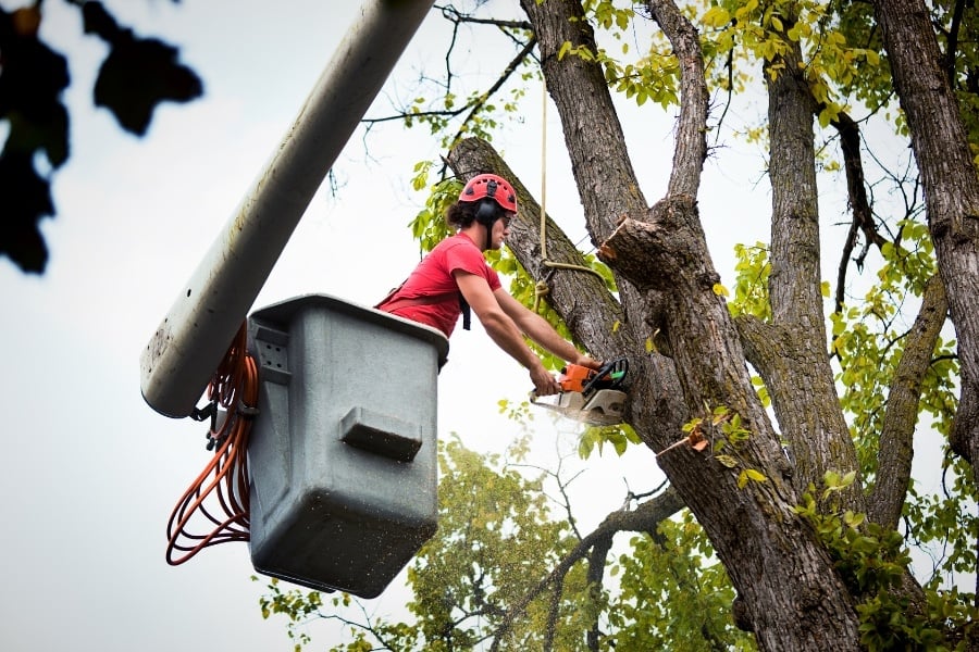 Professional tree service cutting tree limbs from lift.  