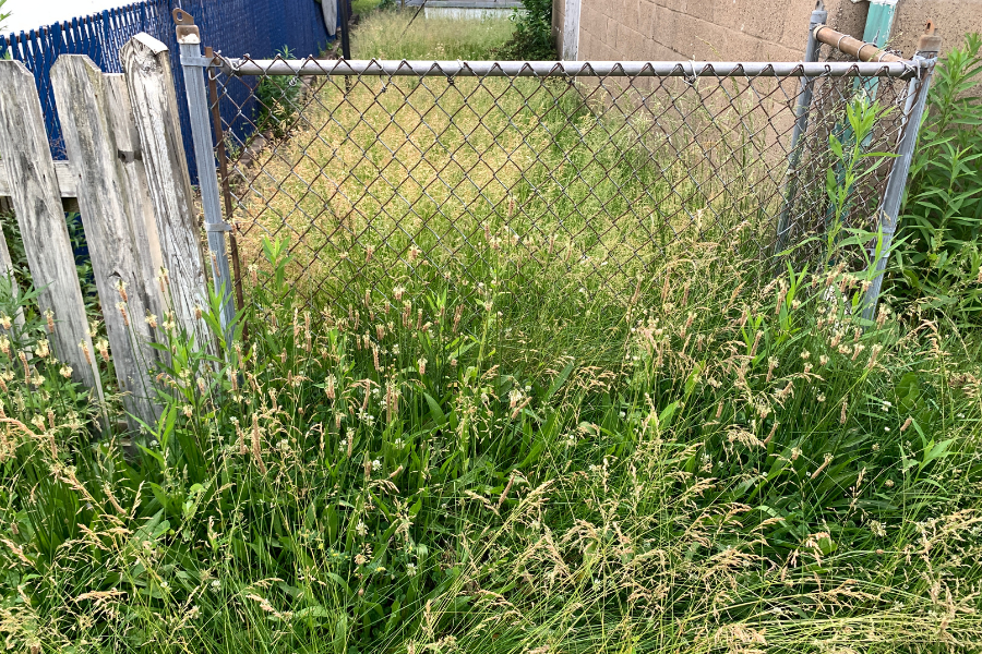 Overgrown grass and weeds in yard with wooden and chain-link fence. 
