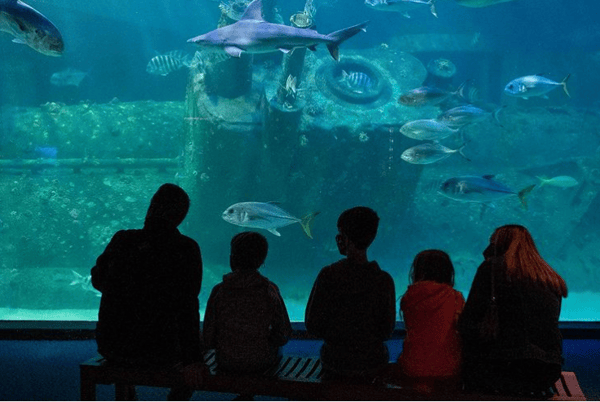 NC aquarium at Pine Knoll Shores