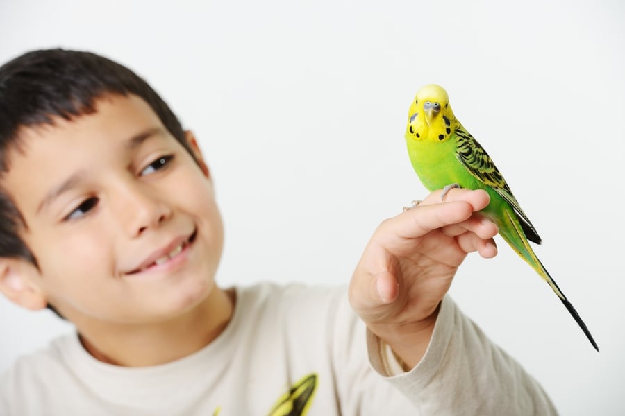 Young boy with pet parrot in rental home 