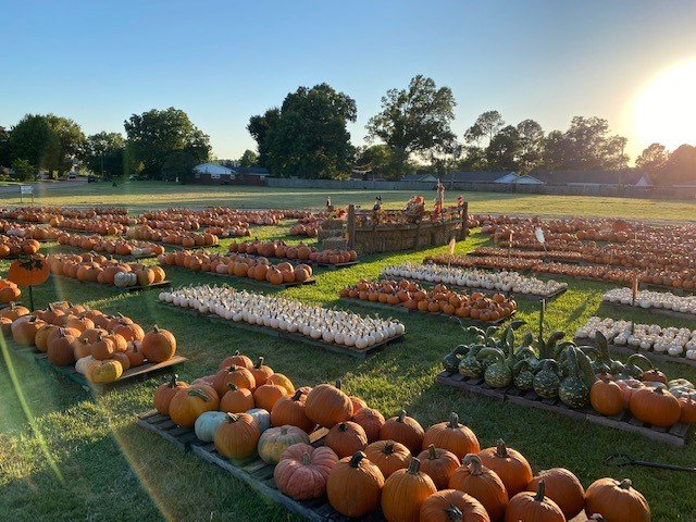 St. Luke's UMC Pumpkin Patch in Shreveport LA