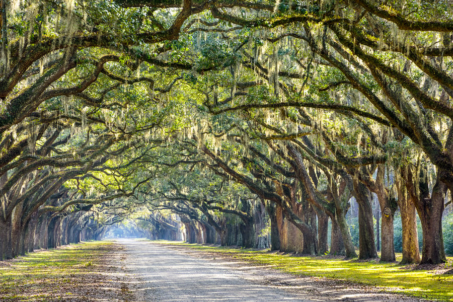 Savannah, Georgia, USA oak tree lined road at historic Wormsloe Plantation near favorite Army post Fort Stewart