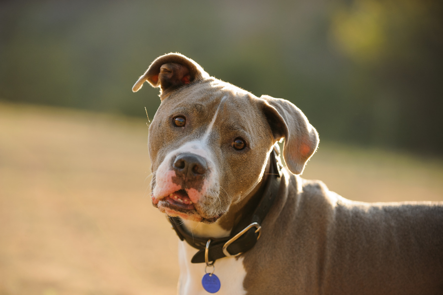 Dog Breed Restrictions