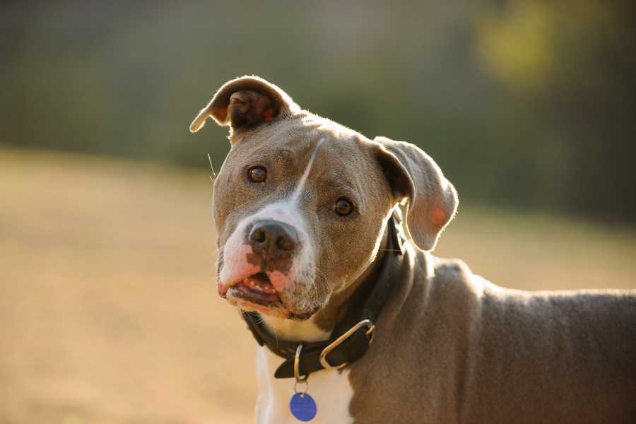 happy brown and white dog